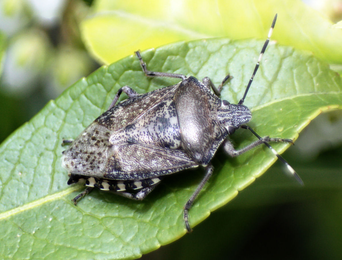 Pentatomidae: Rhaphigaster nebulosa della Lombardia (MB)